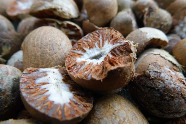 Areca Nut Price in Thailand Plummets to $1,114 per Ton After Four Consecutive Months of Contraction